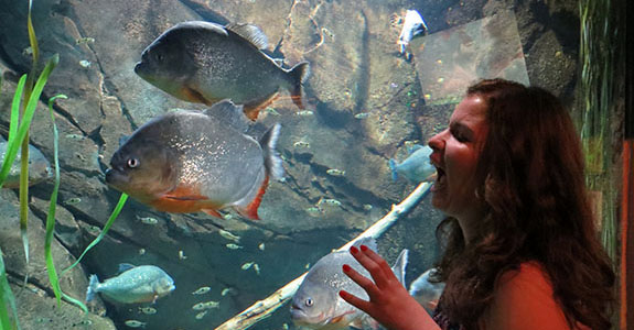 The Georgia Aquarium (Atlanta)