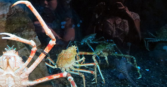 The Georgia Aquarium (Atlanta)