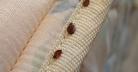 Bed Bugs