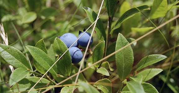 Pick Your Own Wild Blueberries