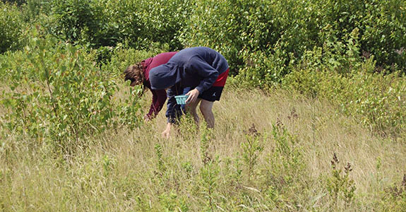 Pick Your Own Wild Blueberries