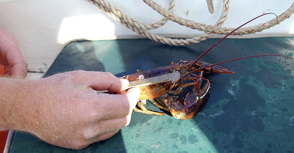 Lobster Fishing on the Sarah Mead