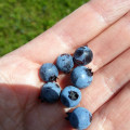 Pick Your Own Wild Blueberries