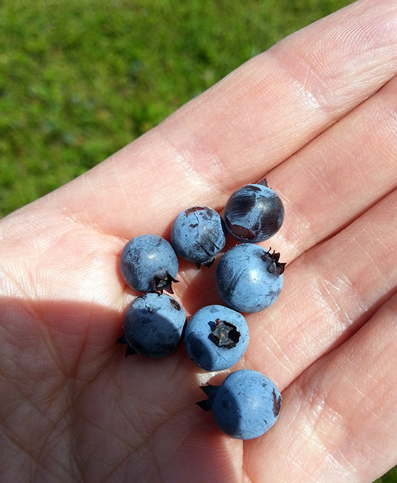 Pick Your Own Wild Blueberries