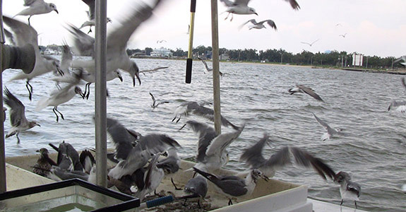 Shrimp Boat Tour (Gulfport)