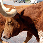 Legends and Longhorns