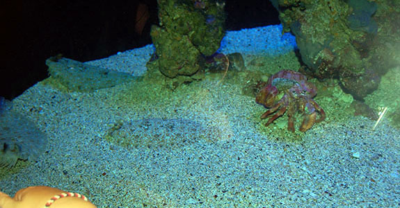 Maui Ocean Center (Wailuku)