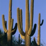 Saguaro Cactus