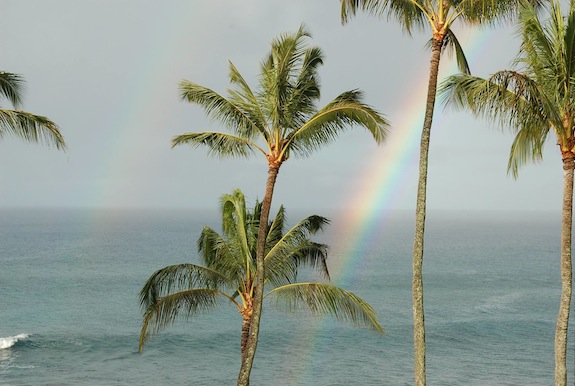 rainbow palms