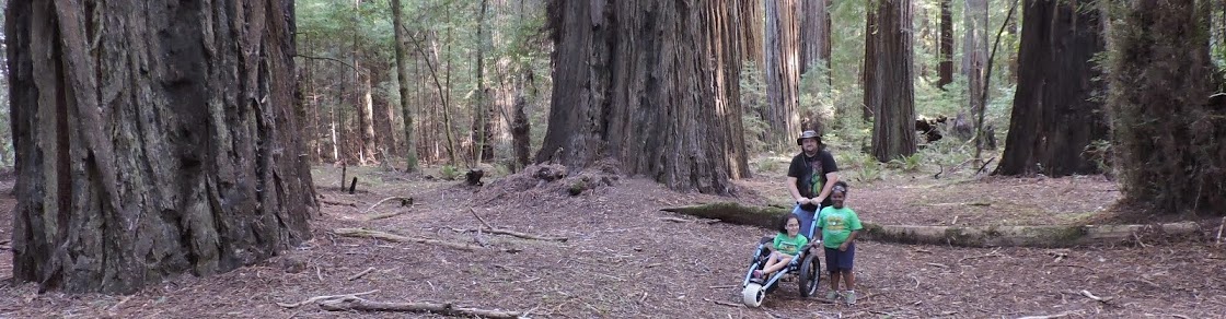 c-k-e-redwoods